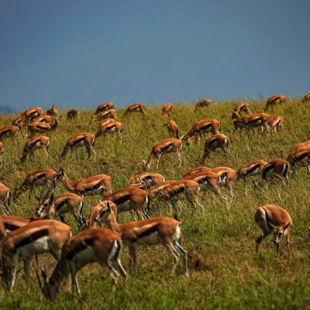 Serengeti National Park 7 days Baobab Safari