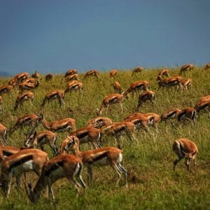 12 Days – Thomson Safari + Zanzibar