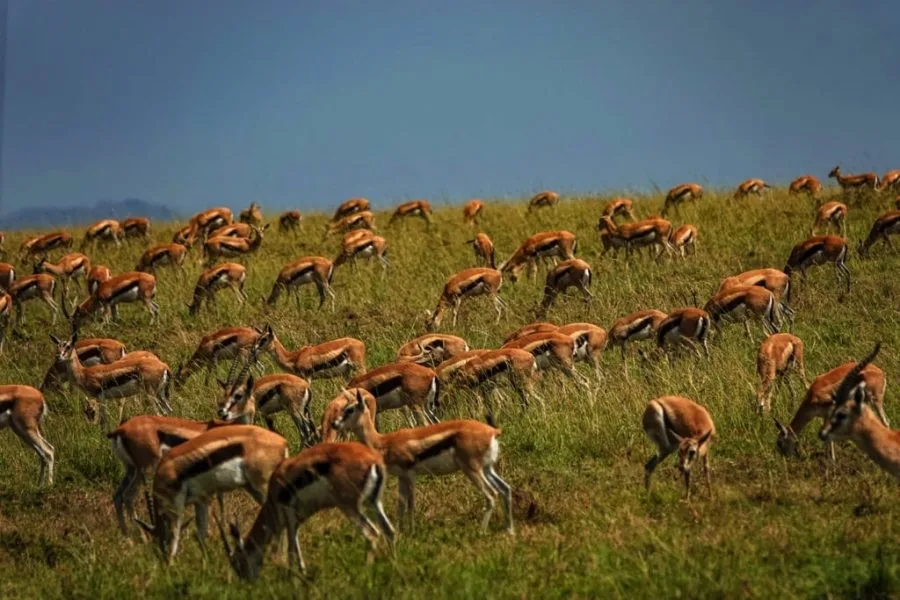 Serengeti National Park 7 days Baobab Safari