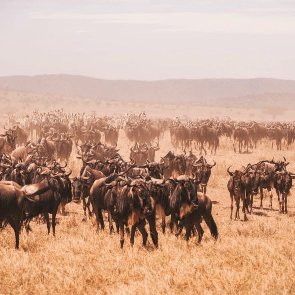 Serengeti National Park 7 days Migration Safari