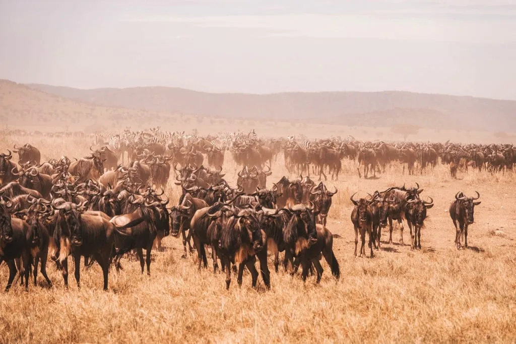 Serengeti National Park 7 days Migration Safari