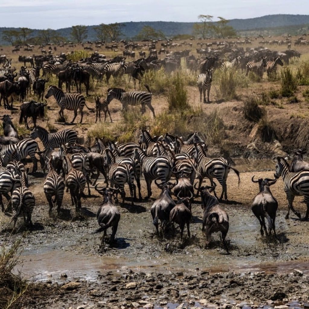 Serengeti National Park 7 days Migration Safari