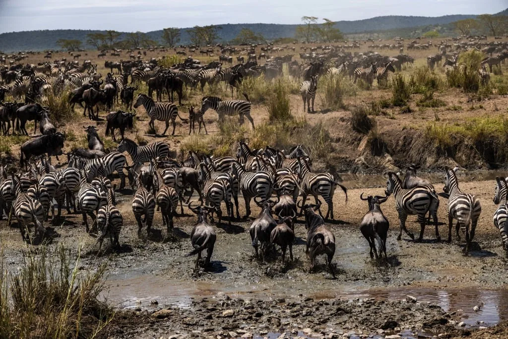 Serengeti National Park 7 days Migration Safari