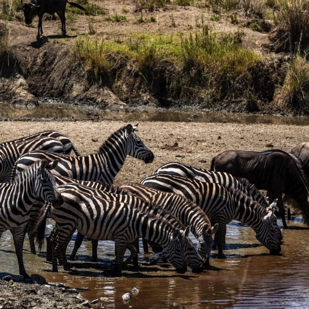 Serengeti National Park 7 days Migration Safari