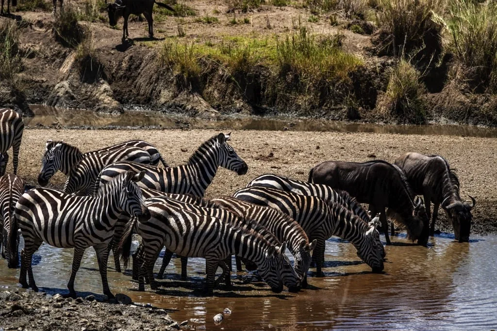Serengeti National Park 7 days Migration Safari