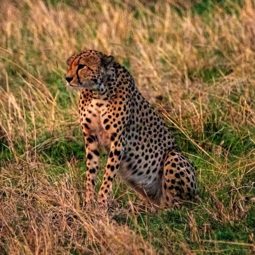 Serengeti National Park 8 days Vacation Tanzania Safari
