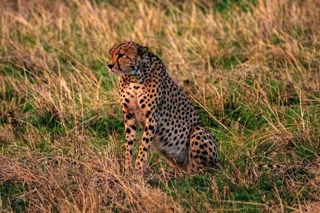 Serengeti National Park 8 days Vacation Tanzania Safari