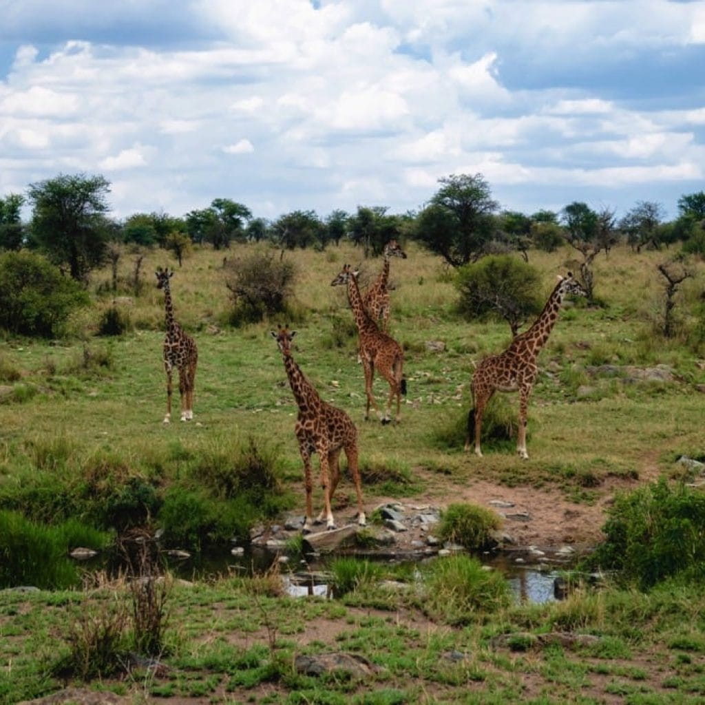 Serengeti National Park 8 days Vacation Tanzania Safari