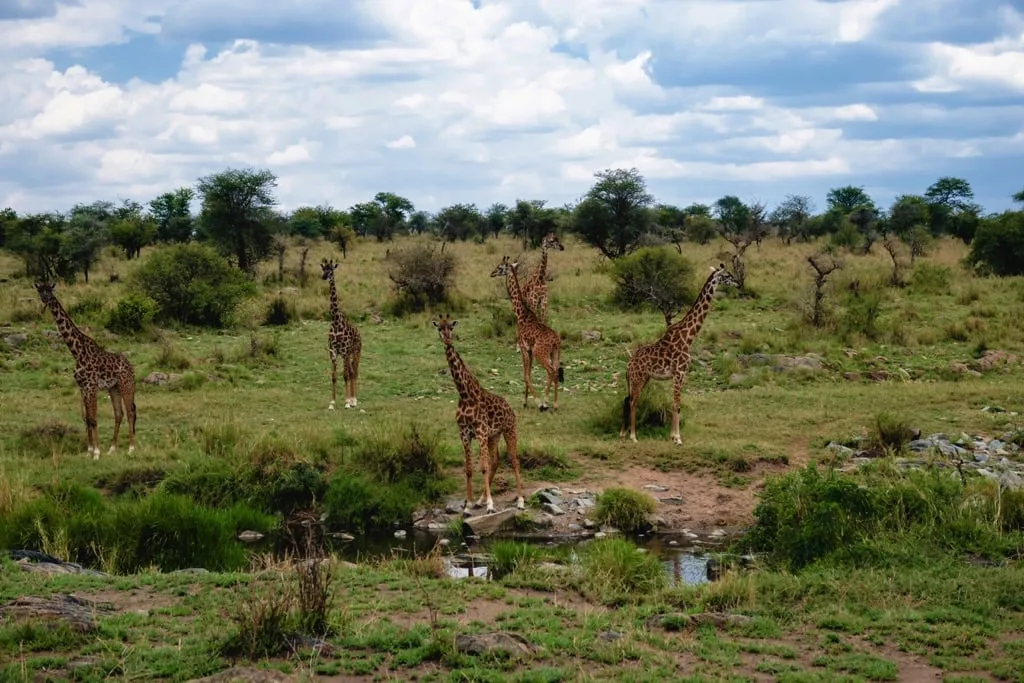 Serengeti National Park 8 days Vacation Tanzania Safari