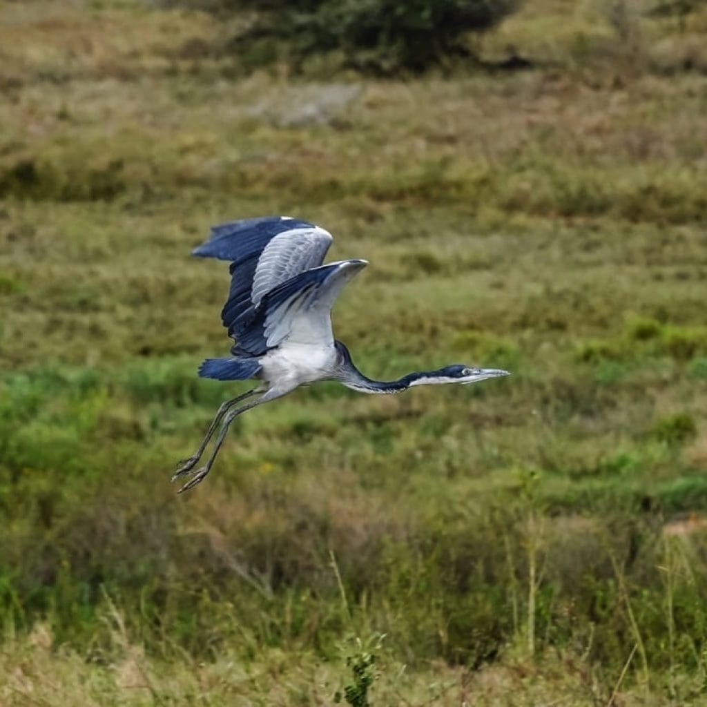 Serengeti National Park 9 days Photographer Safari