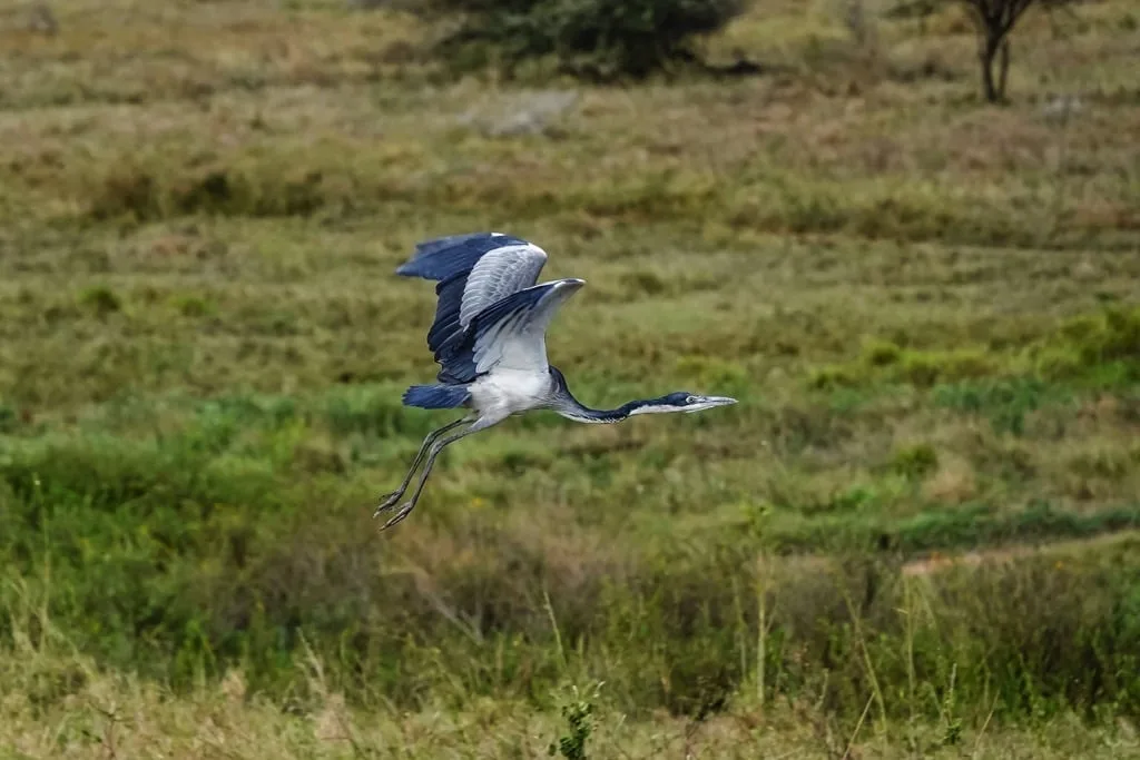 Serengeti National Park 9 days Photographer Safari