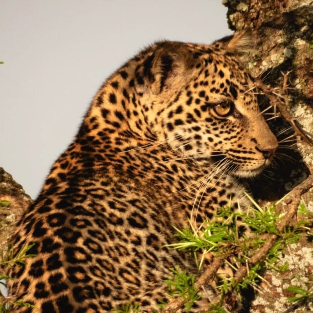 Serengeti National Park 9 days Photographer Safari