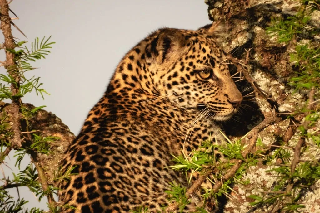 Serengeti National Park 9 days Photographer Safari