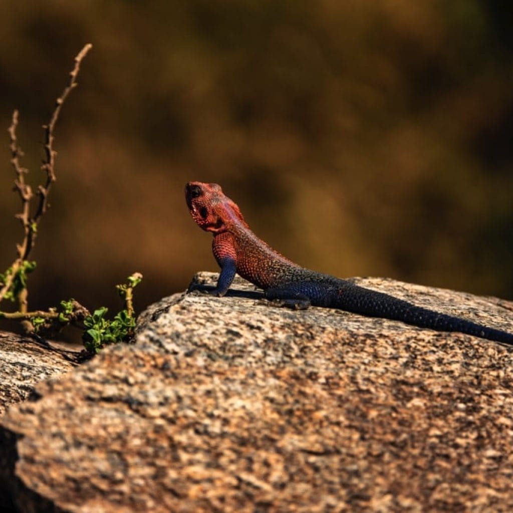 Serengeti National Park 9 days Photographer Safari