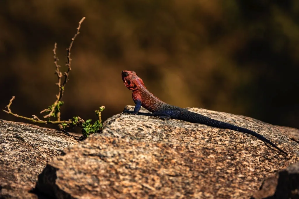 Serengeti National Park 9 days Photographer Safari