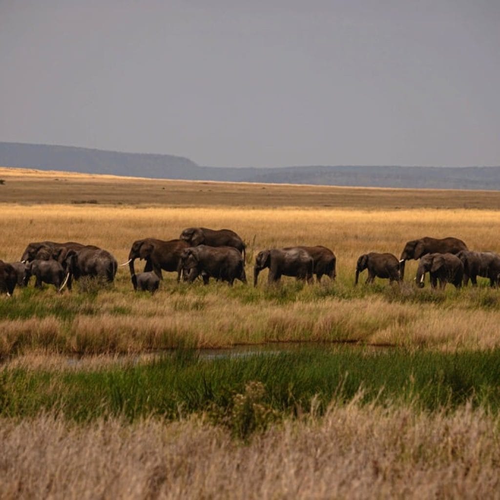 Serengeti National Park 9 days Photographer Safari