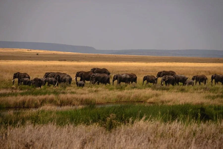 Serengeti National Park 9 days Photographer Safari