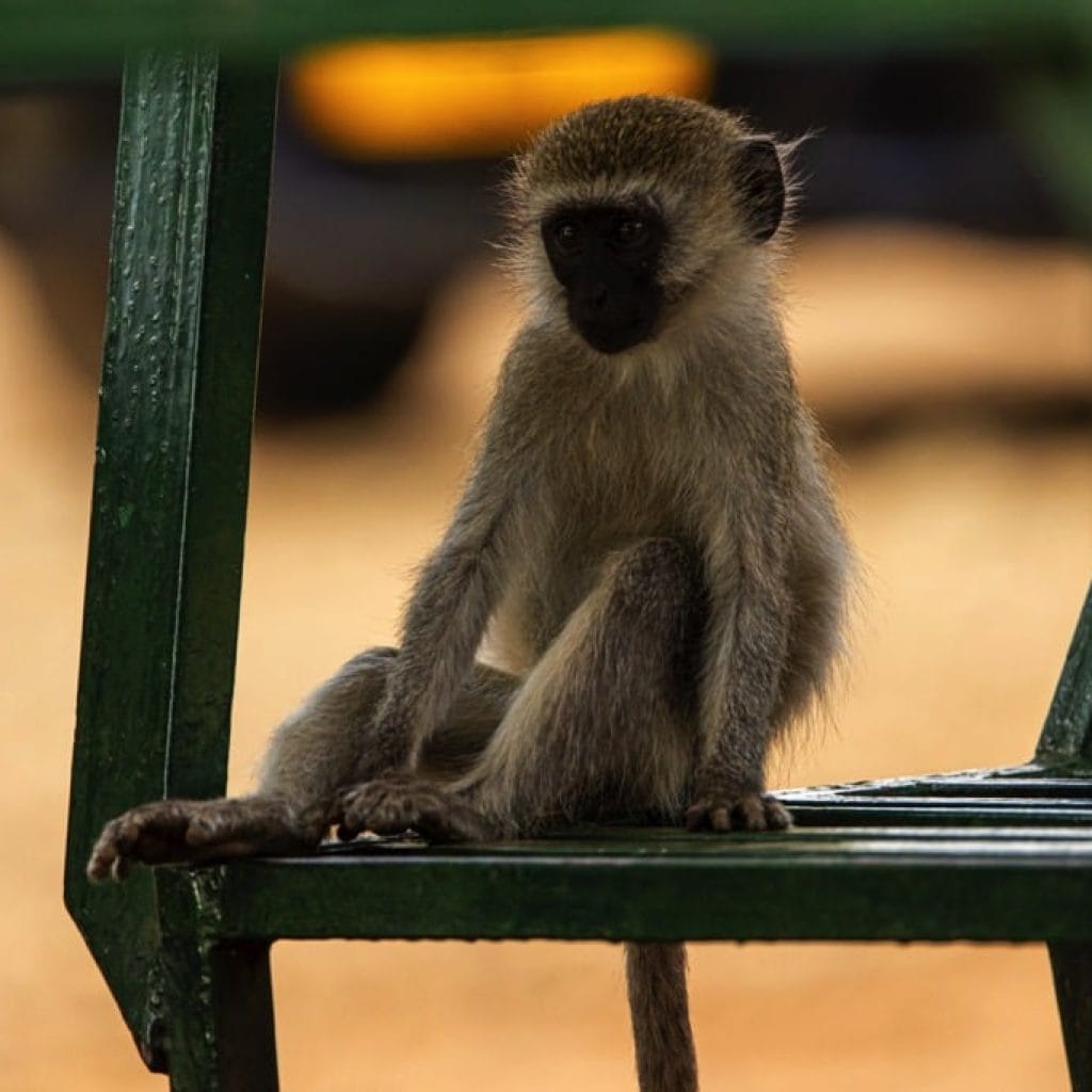 Tarangire National Park 6 days Founders Safari