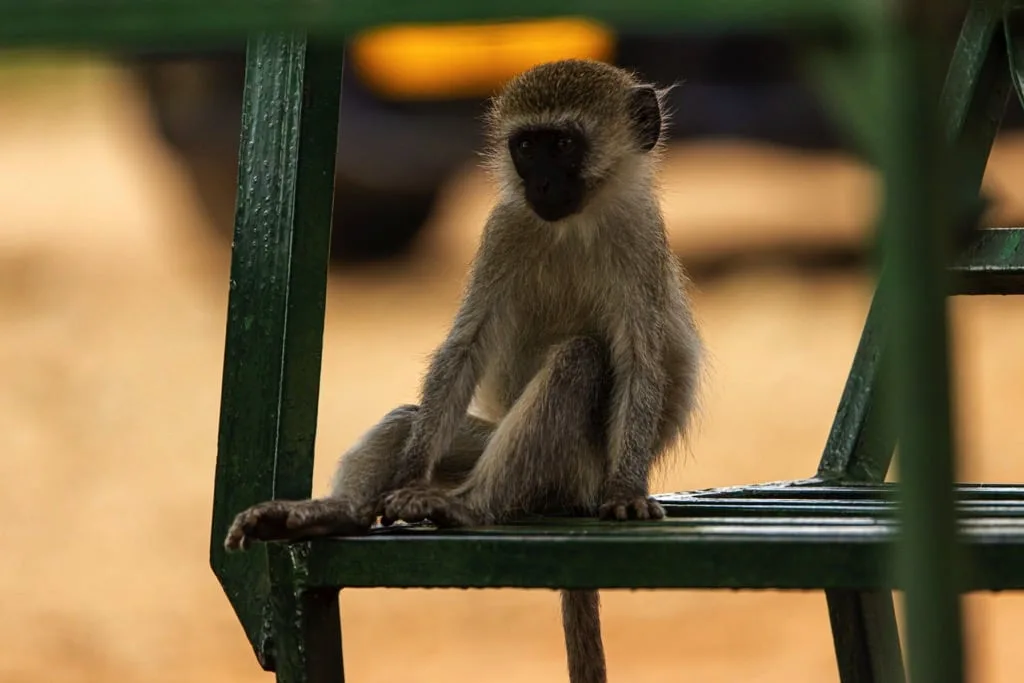 Tarangire National Park 6 days Founders Safari