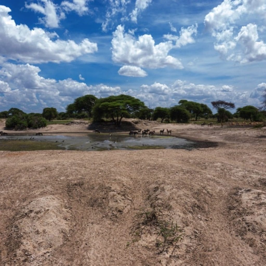 Tarangire National Park 6 days Founders Safari
