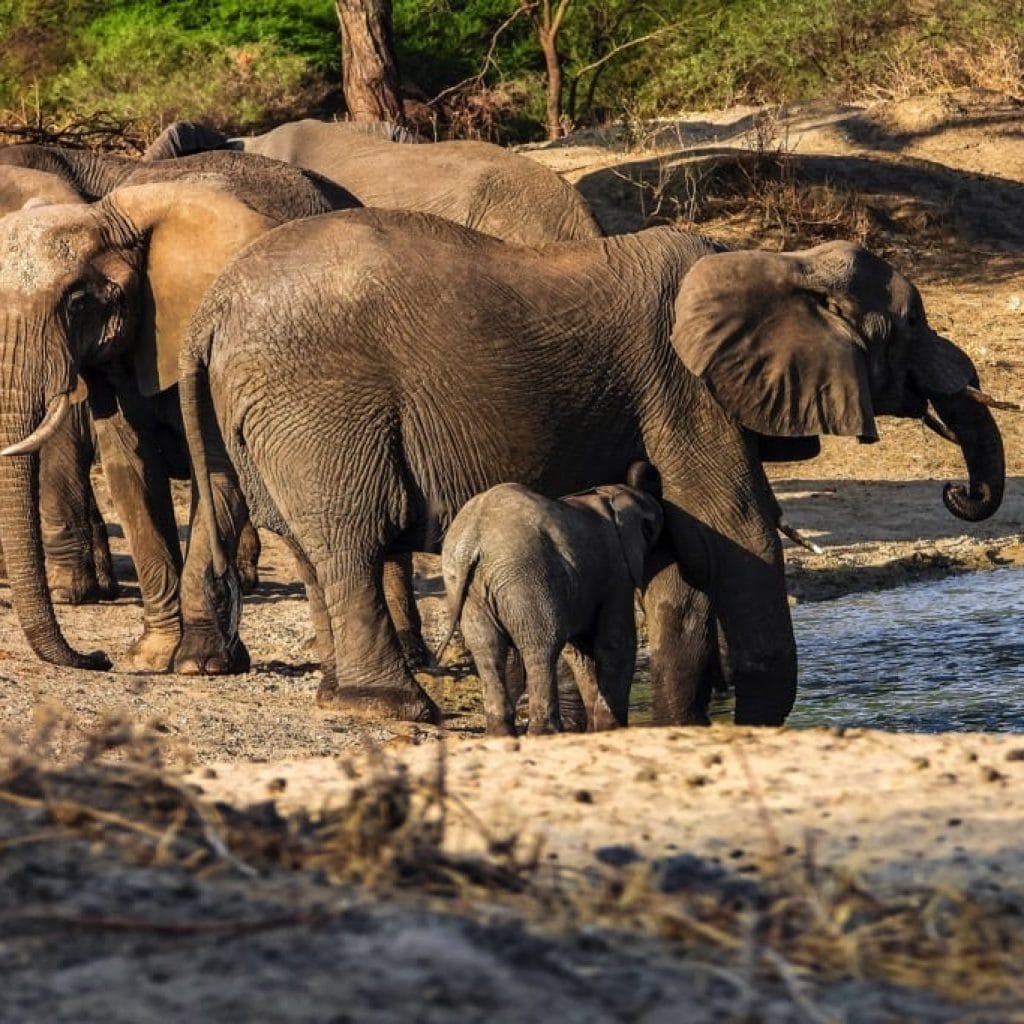 Tarangire National Park 6 days Founders Safari
