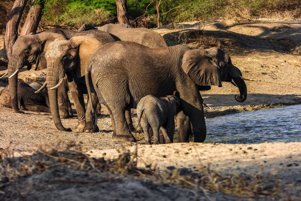 Tarangire National Park 6 days Founders Safari