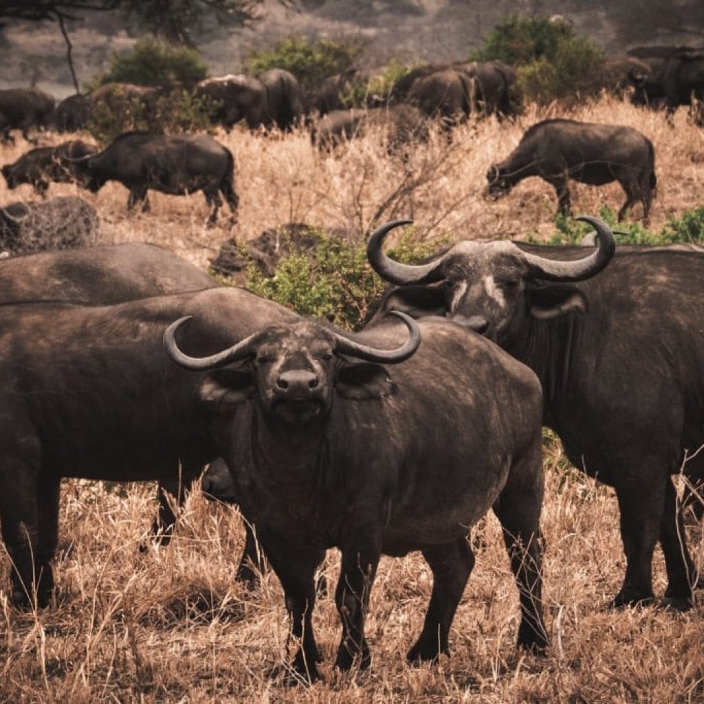 Tarangire National Park 6 days Founders Safari