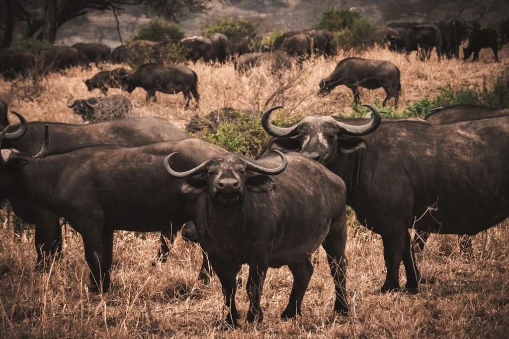Tarangire National Park 6 days Founders Safari