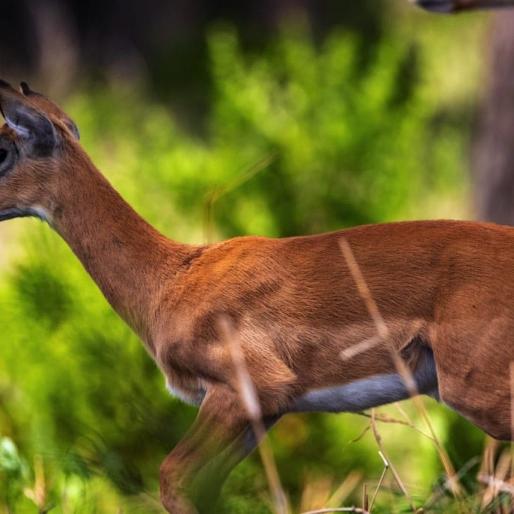 Tarangire National Park 6 days Signature Safari
