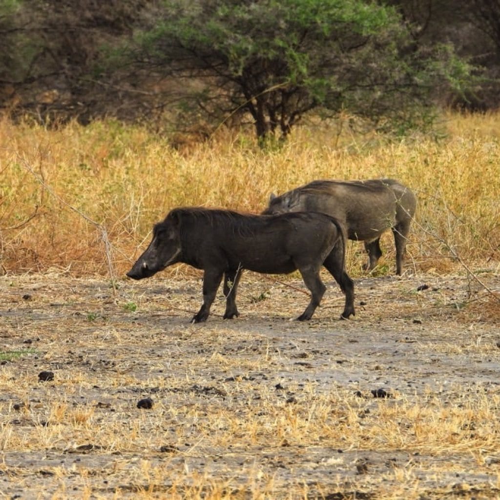Tarangire National Park 6 days Signature Safari