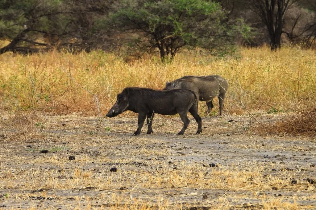 Tarangire National Park 6 days Signature Safari