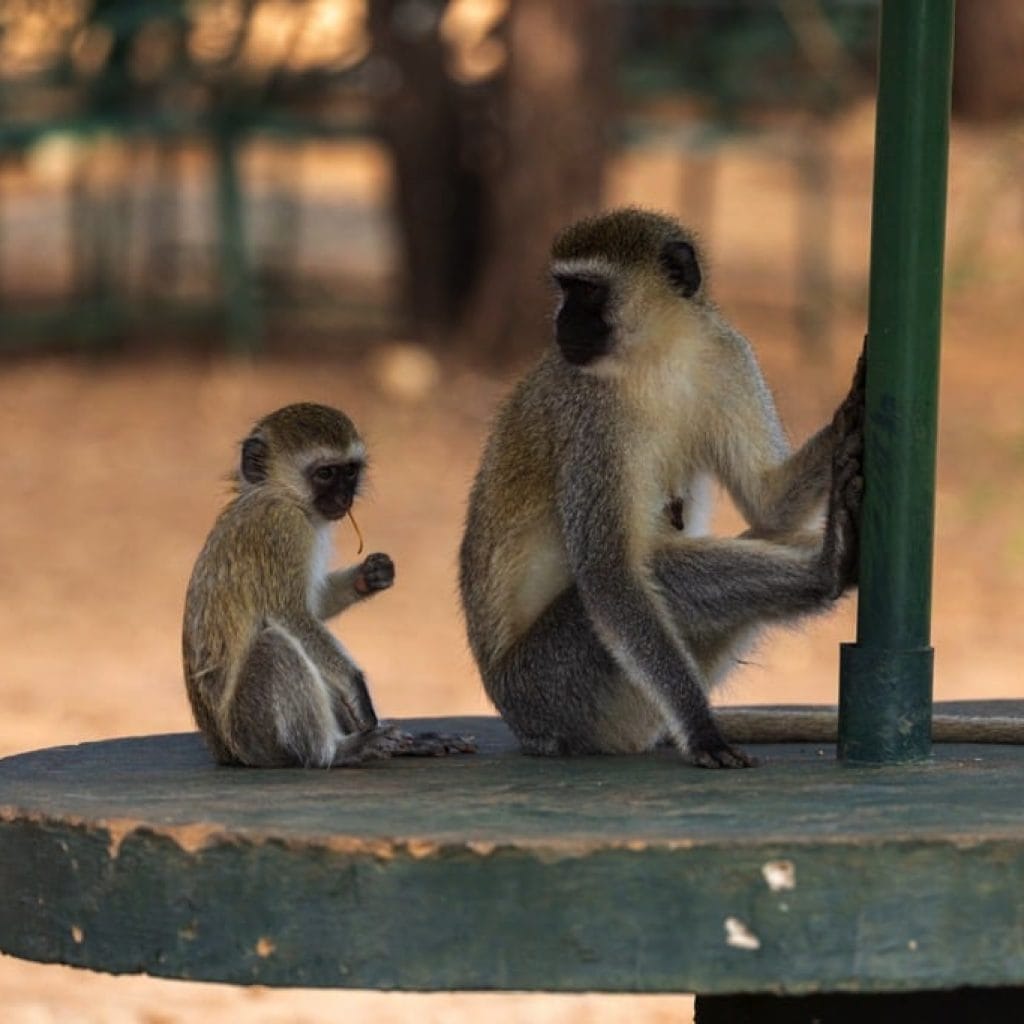 Tarangire National Park 7 days Baobab Safari