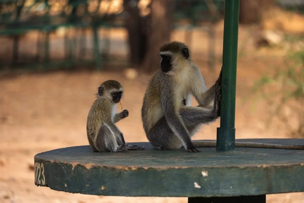 Tarangire National Park 7 days Baobab Safari