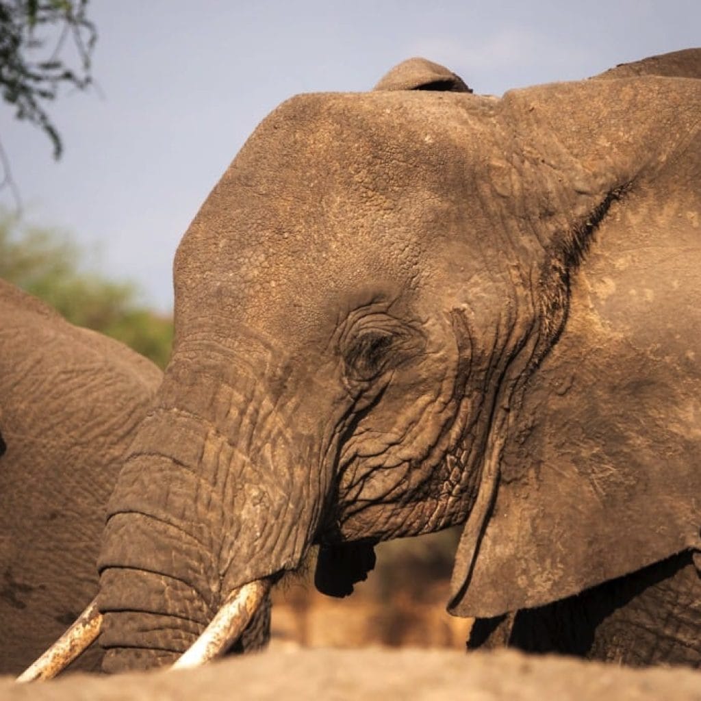 Tarangire National Park 7 days Baobab Safari