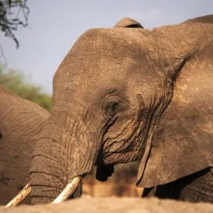 7 zile – Baobab Safari