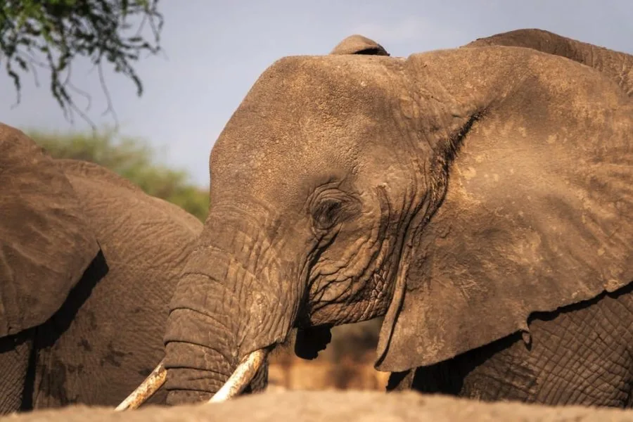 Tarangire National Park 7 days Baobab Safari