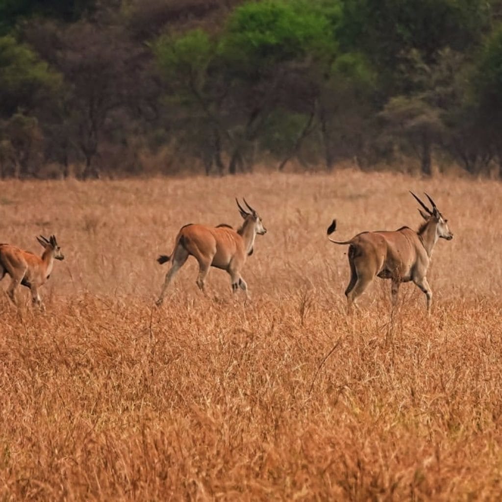 Tarangire National Park 7 days Migration Safari
