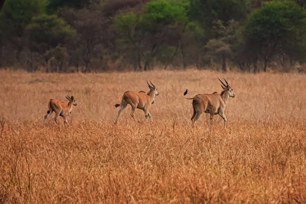 Tarangire National Park 7 days Migration Safari