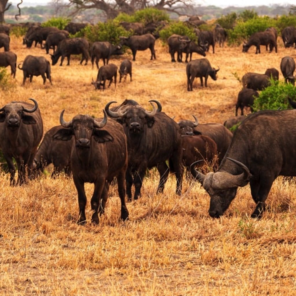 Tarangire National Park 7 days Migration Safari