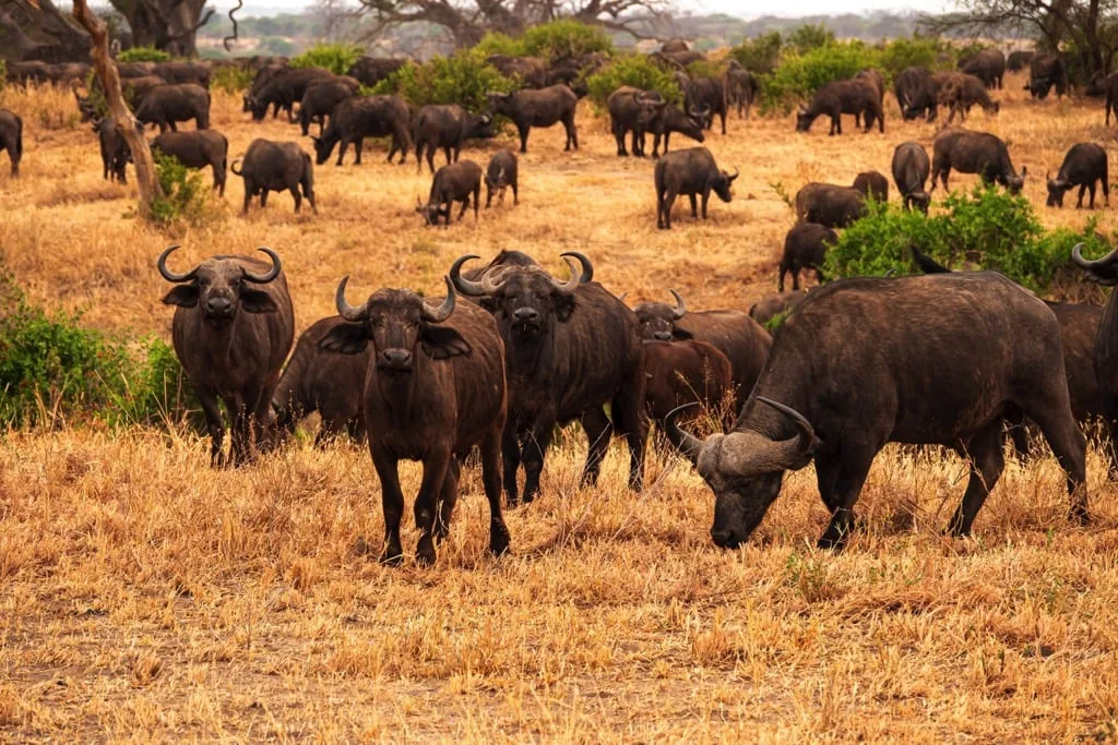 Tarangire National Park 7 days Migration Safari