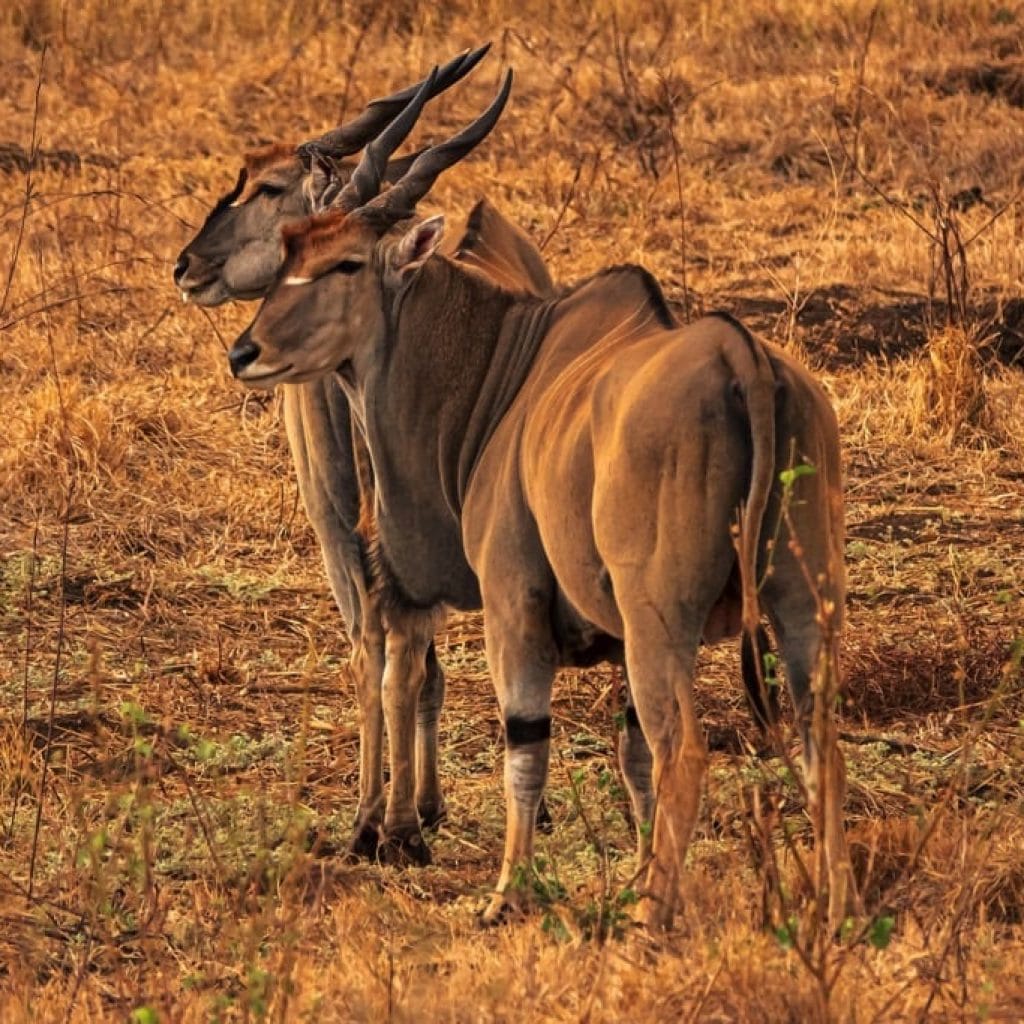 Tarangire National Park 9 days Photographer Safari