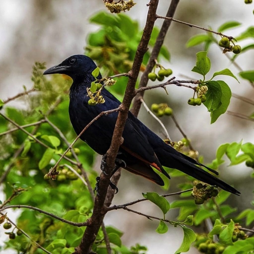 Tarangire National Park 9 days Photographer Safari