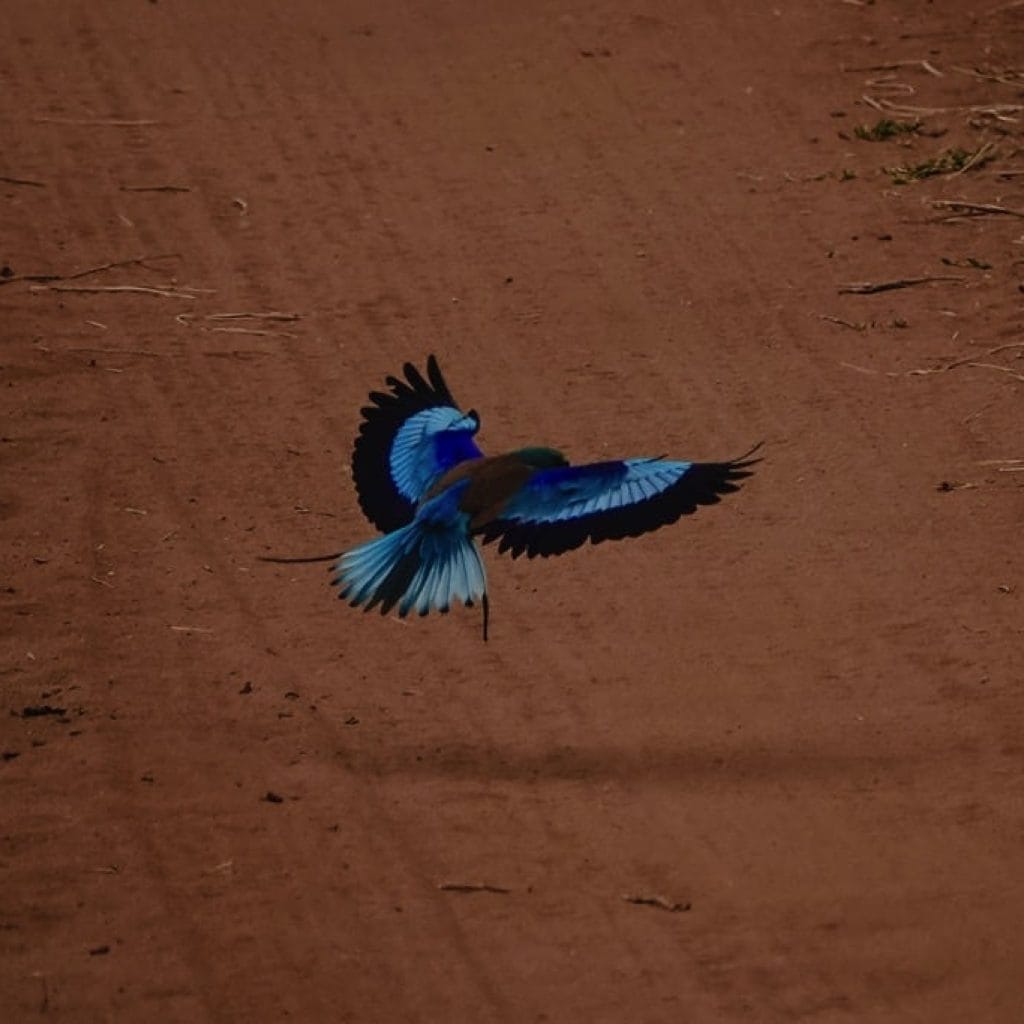 Tarangire National Park 9 days Photographer Safari