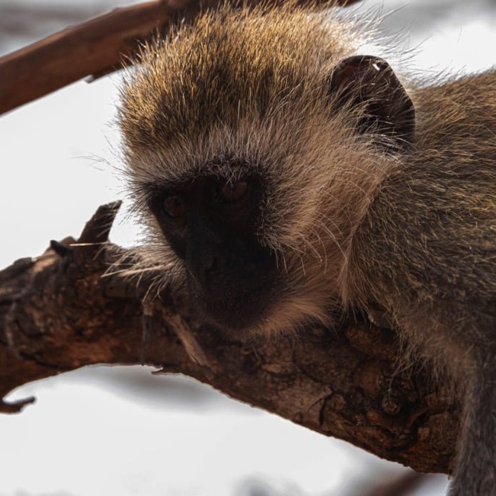 Tarangire National Park 9 days Photographer Safari