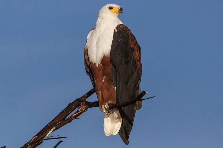 african fish eagle