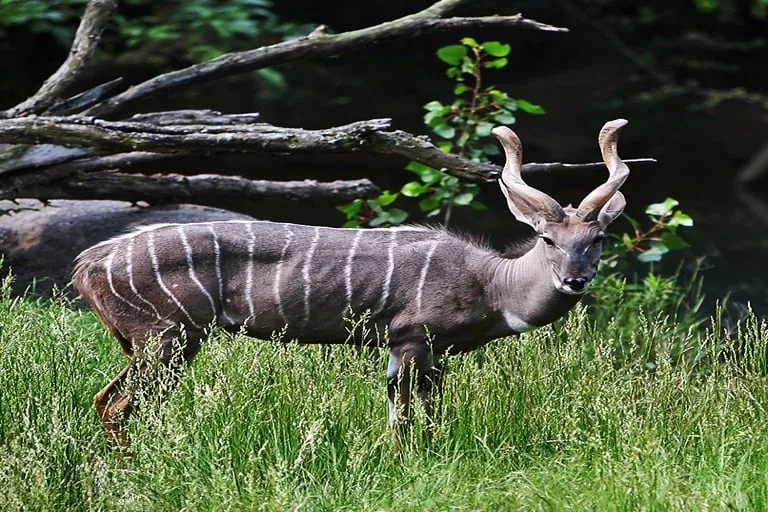 laser kudu