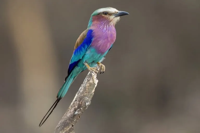 lilac breasted roller