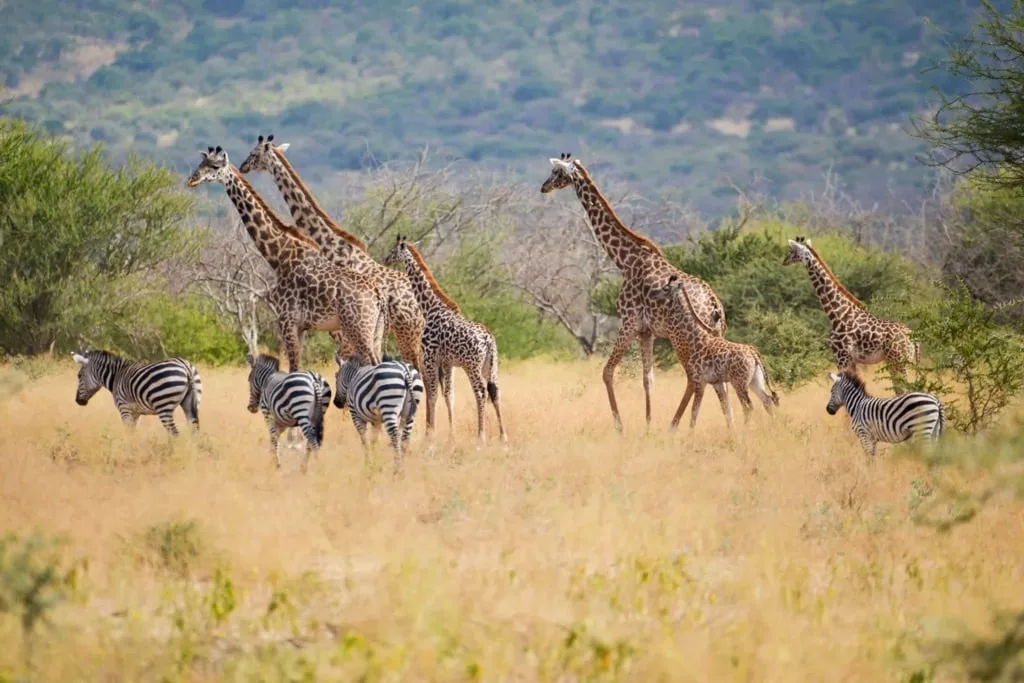 Timon Safaris