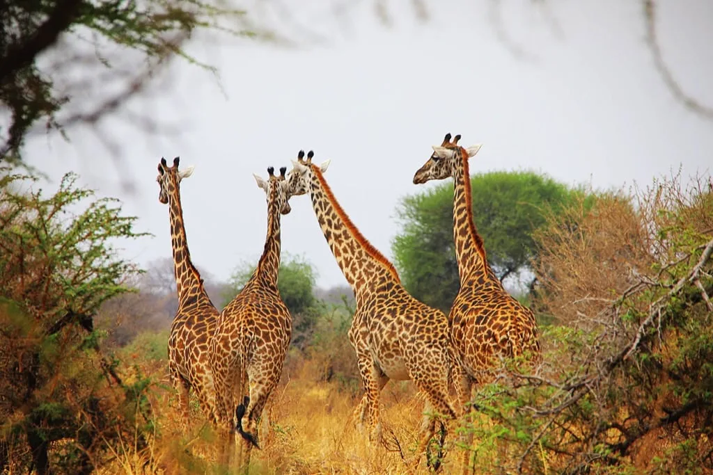Timon Safaris