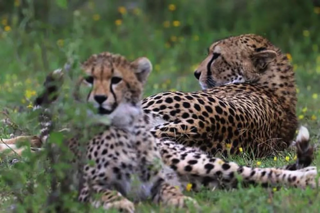 Timon Safaris